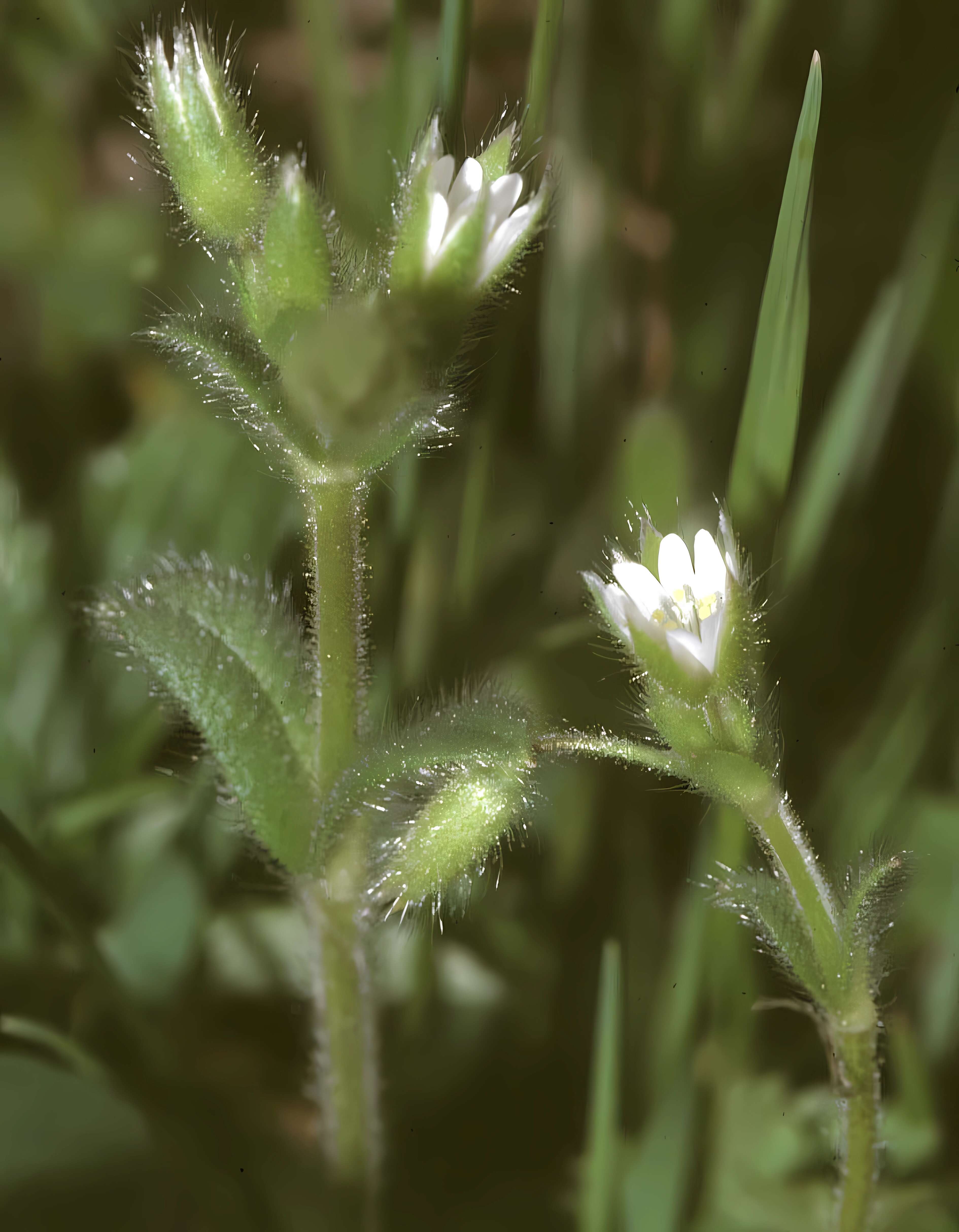 Слика од Cerastium brachypetalum Desf. ex Pers.