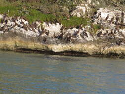 Image of Brown Booby
