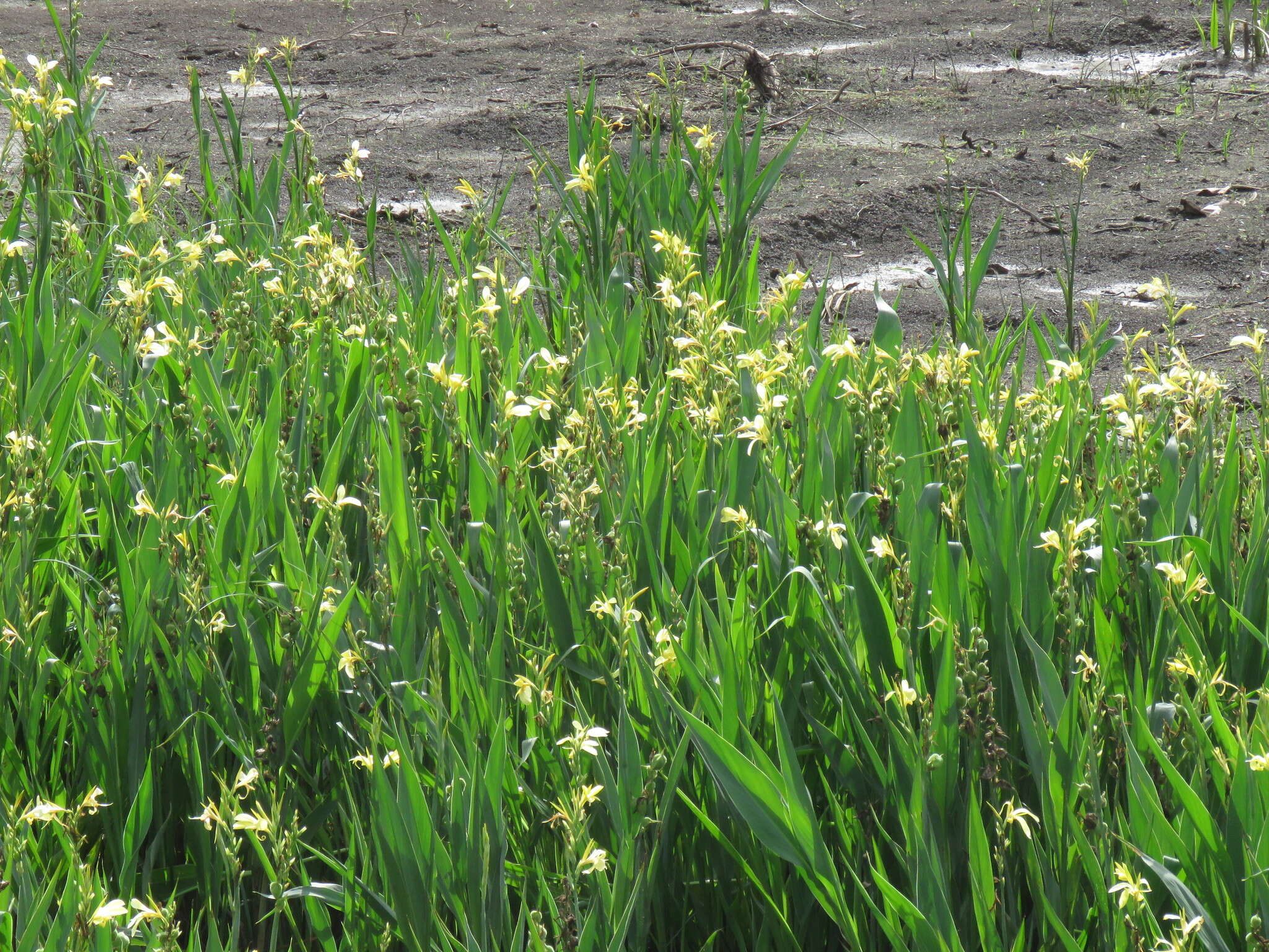 Imagem de Canna glauca L.