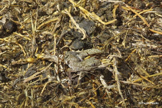 Image of Tesselated Gecko