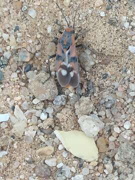 Image of Spilostethus longulus (Dallas & W. S. 1852)