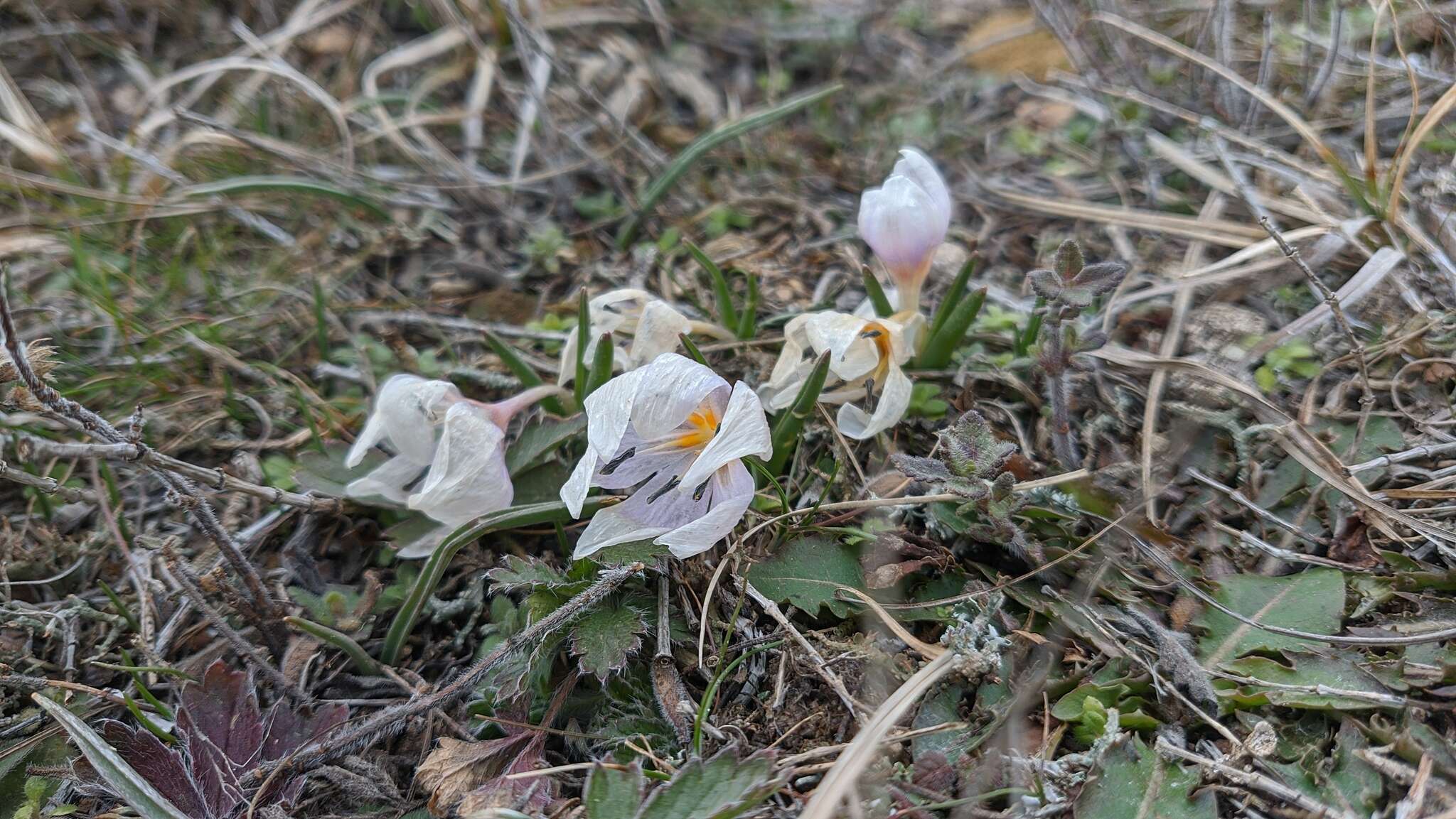 Image de Colchicum triphyllum Kunze