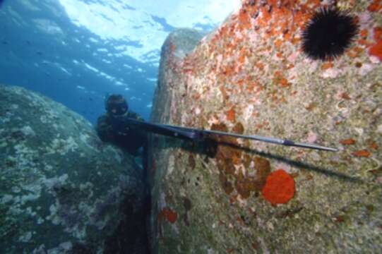 Image of Black Sea urchin