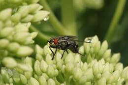 صورة Sarcophaga carnaria (Linnaeus 1758)