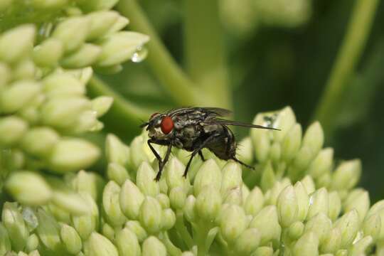 Image of Sarcophaga carnaria (Linnaeus 1758)