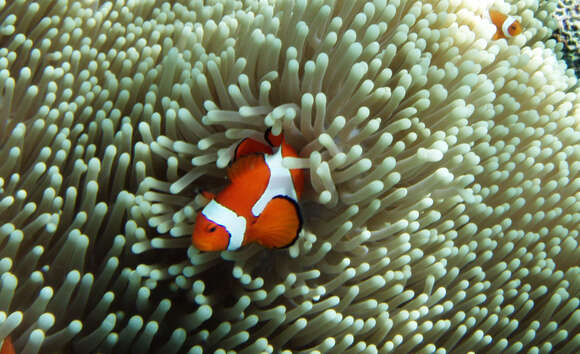 Imagem de Amphiprion ocellaris Cuvier 1830