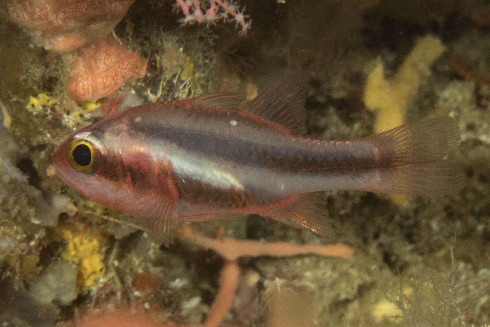 Image of Obliquebanded cardinalfish