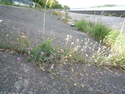 Plancia ëd Centaurea borysthenica Gruner