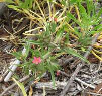 صورة Collomia biflora (Ruiz & Pav.) A. Brand