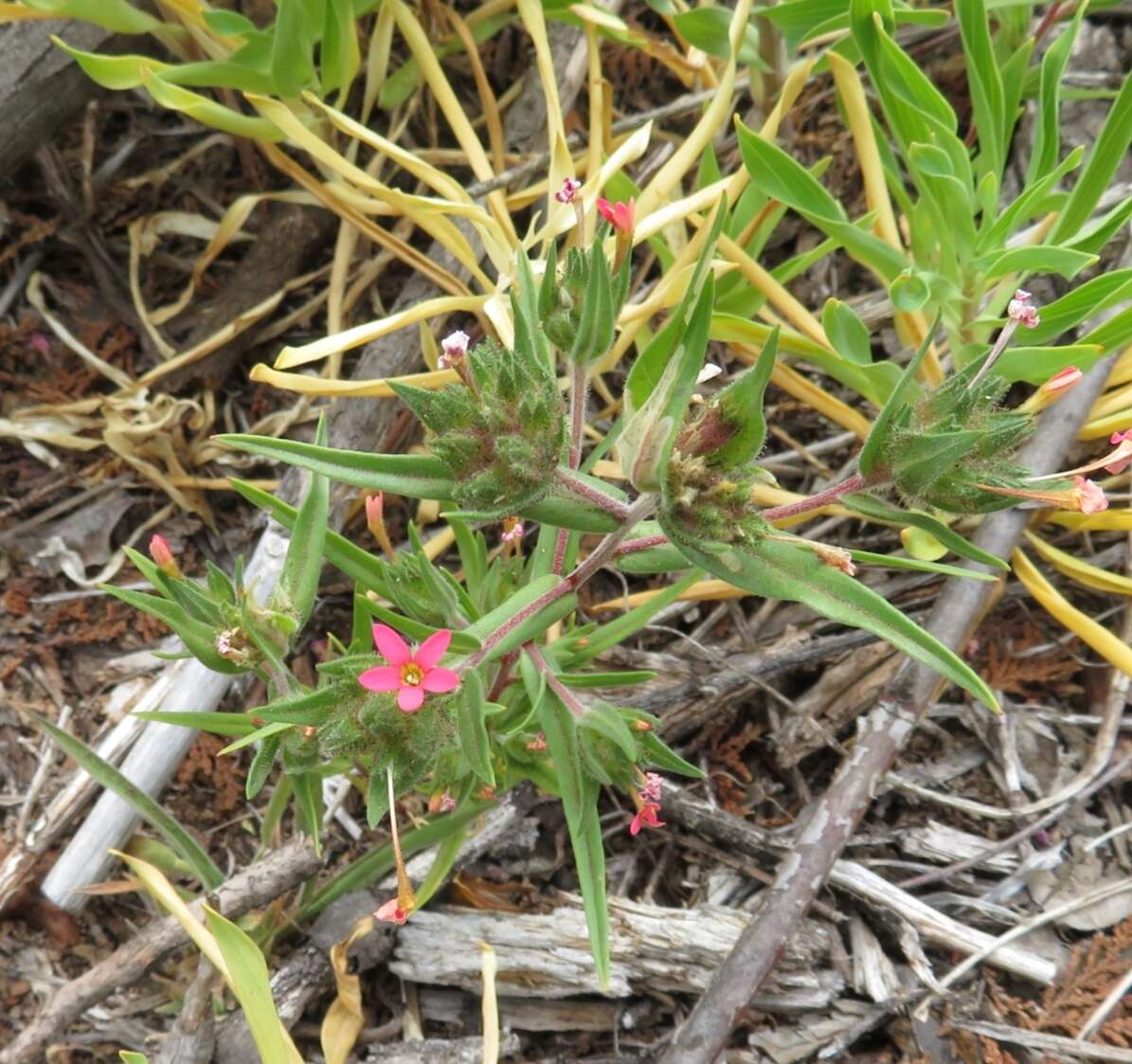 Image of Collomia biflora (Ruiz & Pav.) A. Brand