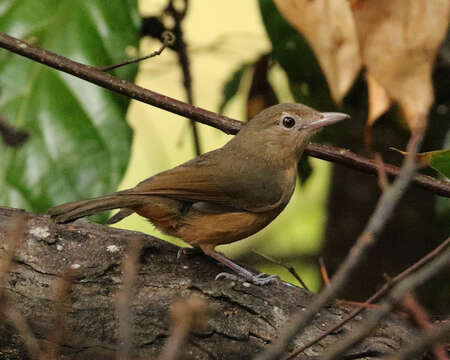 Image of Rufous Shrikethrush