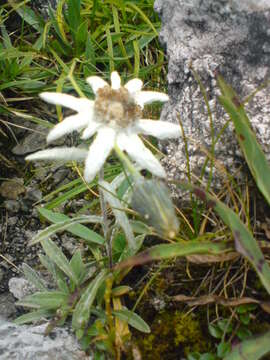 Image of edelweiss