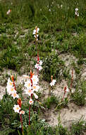 Imagem de Watsonia laccata (Jacq.) Ker Gawl.