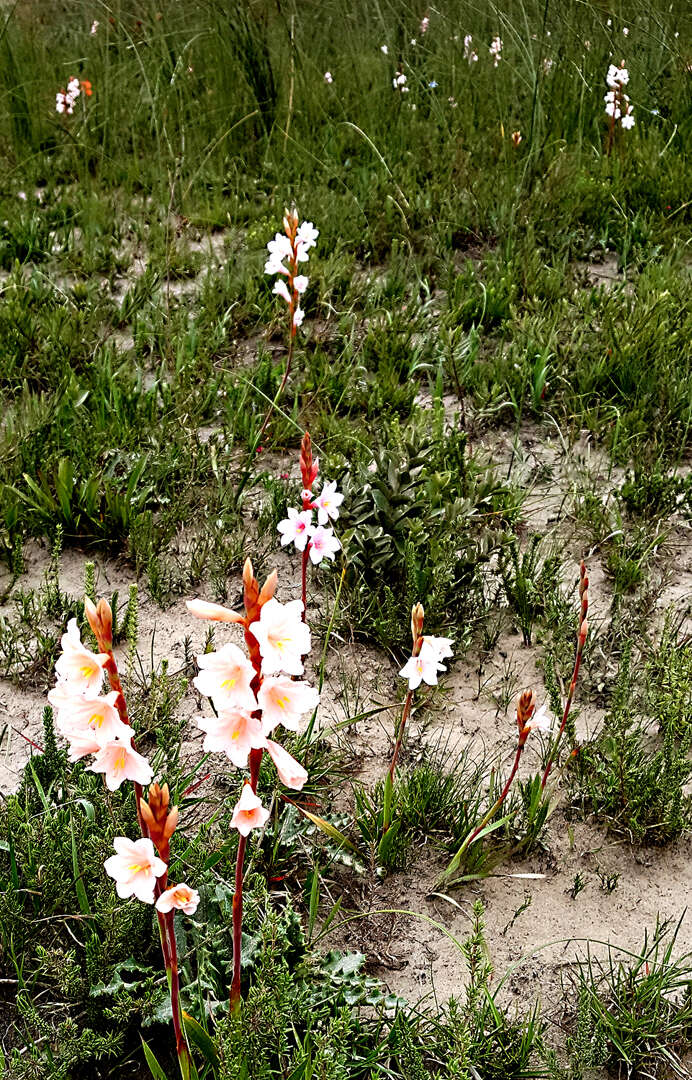 Image of Watsonia laccata (Jacq.) Ker Gawl.