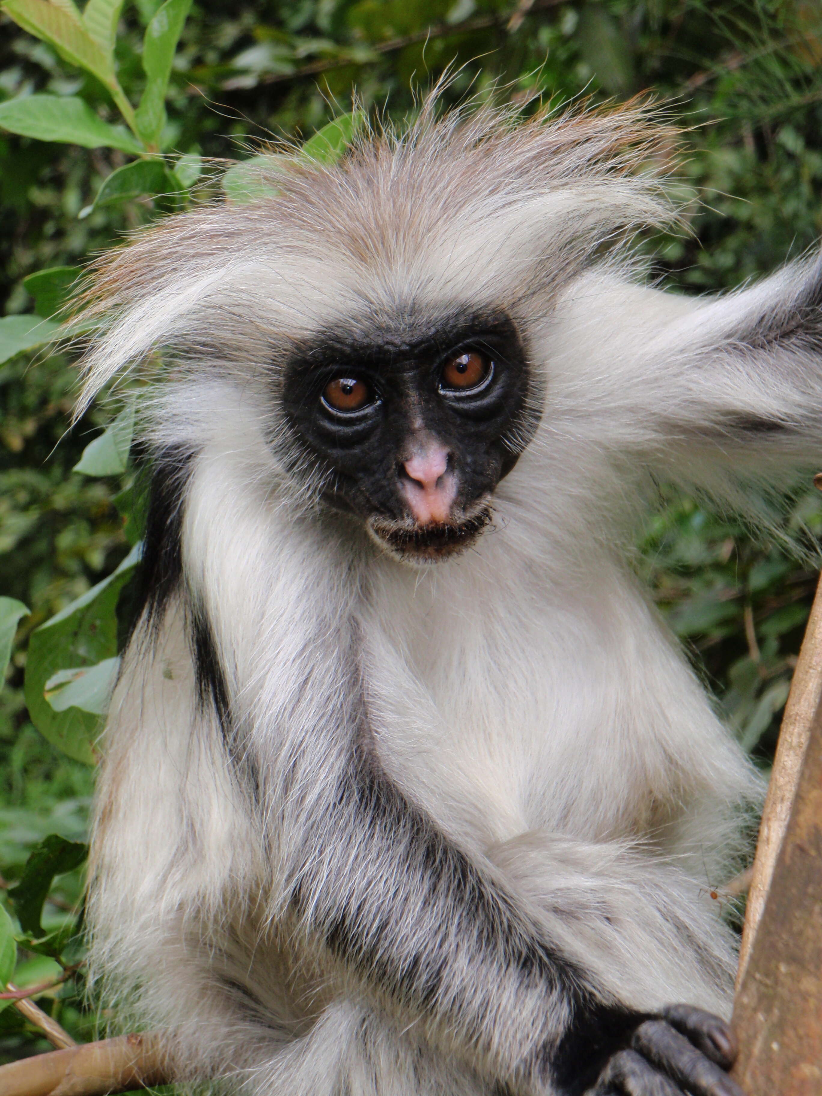 Image of Kirk's Red Colobus