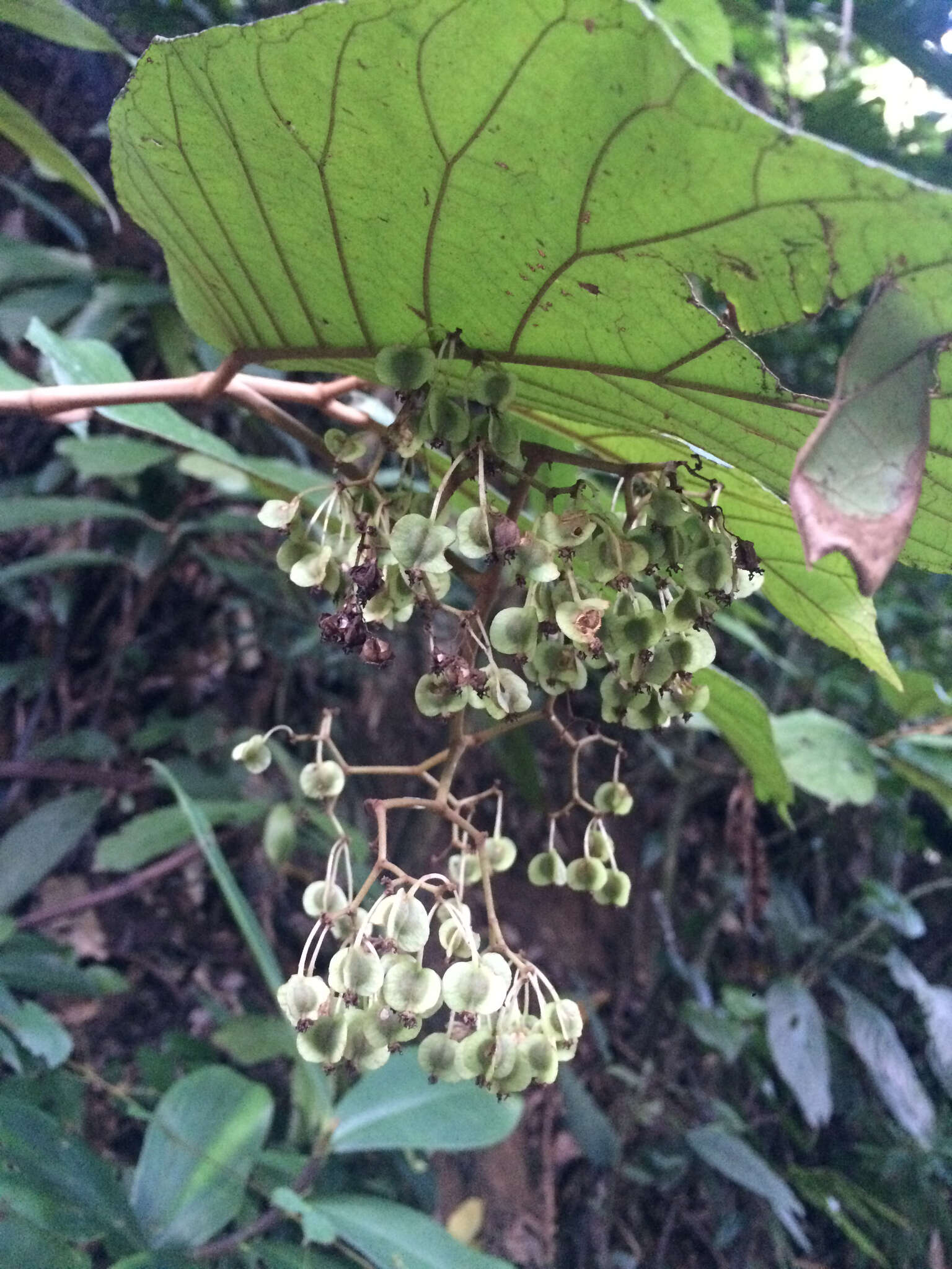 Image of Begonia hookeriana Gardner