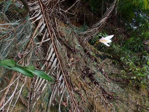 Image of pale reed orchid