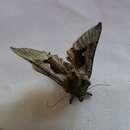 Image of Large Looper Moth, Broken-banded Y