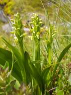 Image of Northern green orchid