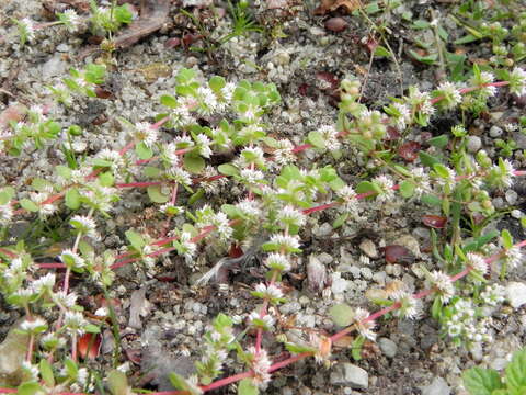 Image of Coral-necklace