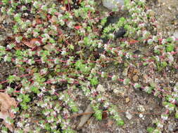 Image of Coral-necklace