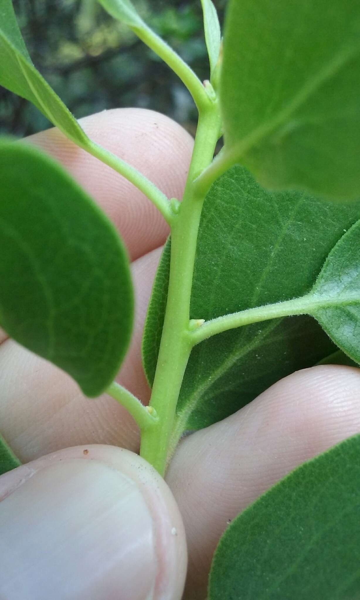 Слика од Arctostaphylos manzanita subsp. elegans (Eastw.) P. V. Wells