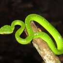 Image of Bornean Keeled Green Pit Viper