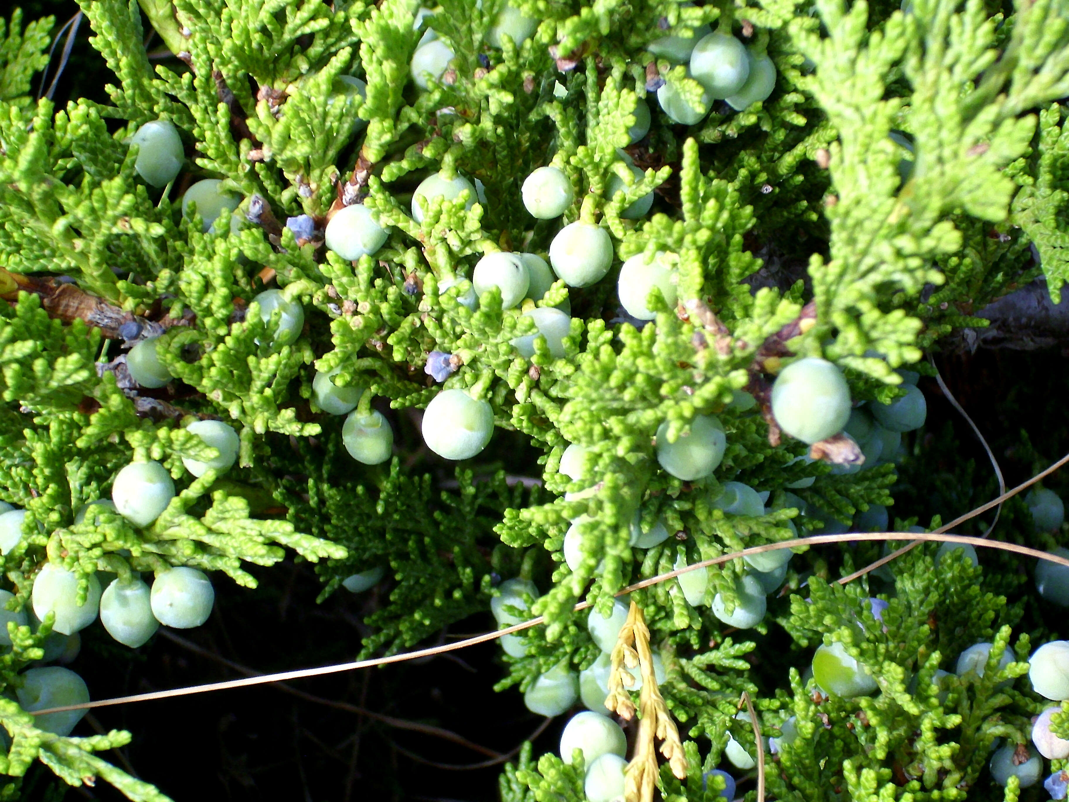 Imagem de Juniperus sabina L.