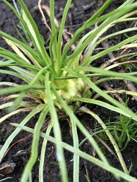 Image of Nuttall's Quillwort