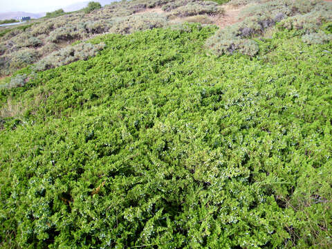 Image of Savin Juniper