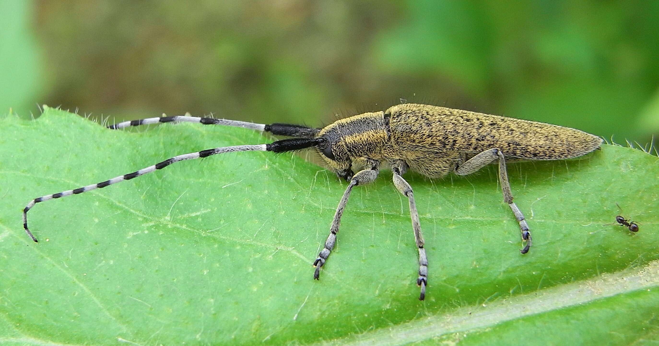 Image of Agapanthia (Epoptes) villosoviridescens (Degeer 1775)