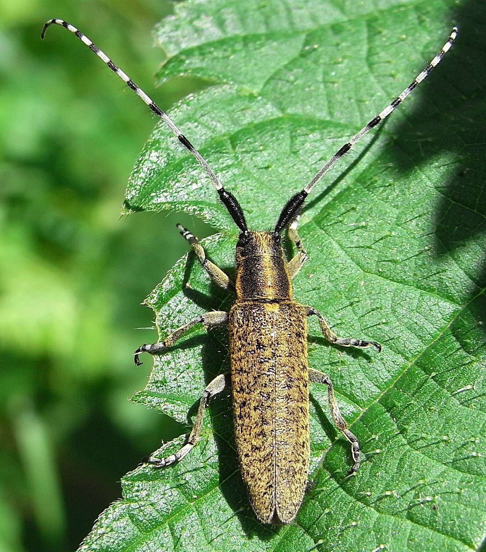 Image of Agapanthia (Epoptes) villosoviridescens (Degeer 1775)