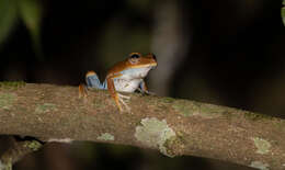 Image of Convict Tree Frog