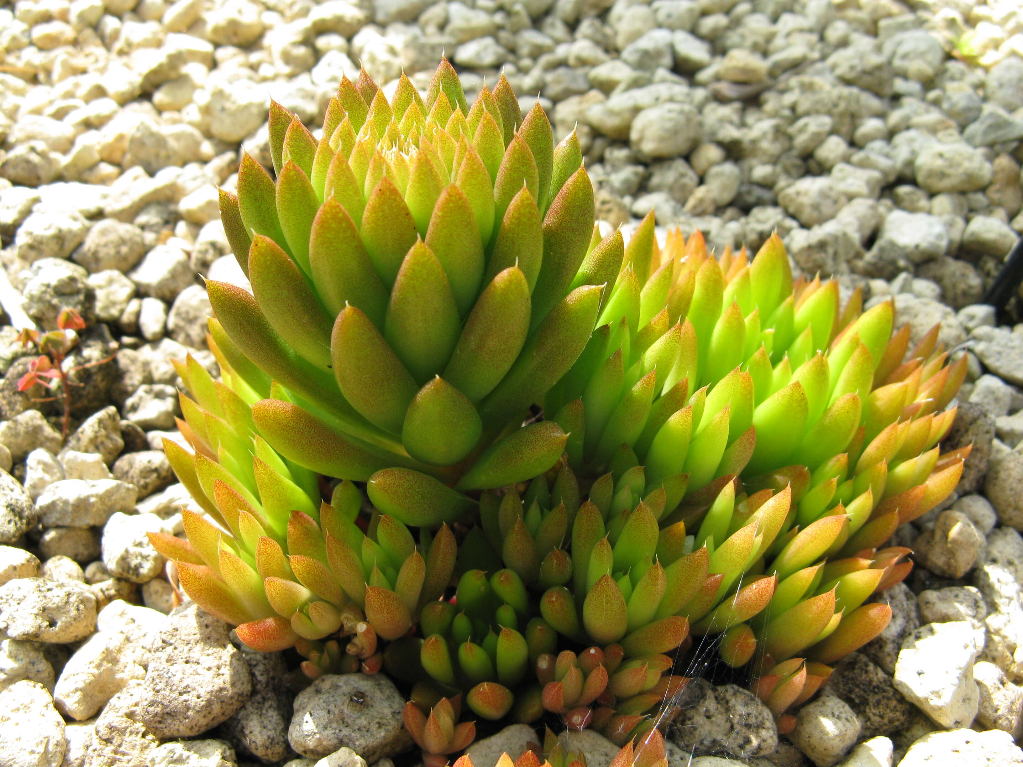 Image of Orostachys japonica A. Berger