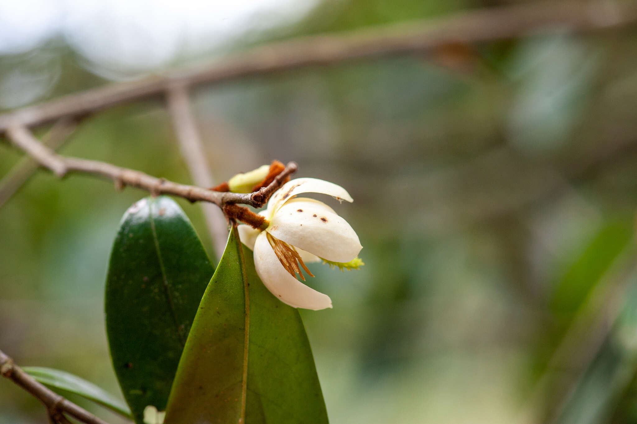 Слика од Magnolia figo var. skinneriana (Dunn) Noot.