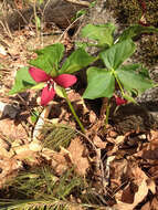 Image of red trillium