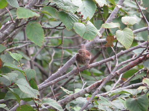 Image of Japanese Accentor