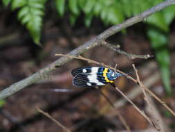 Image of Erasmiphlebohecta picturata Wileman 1910