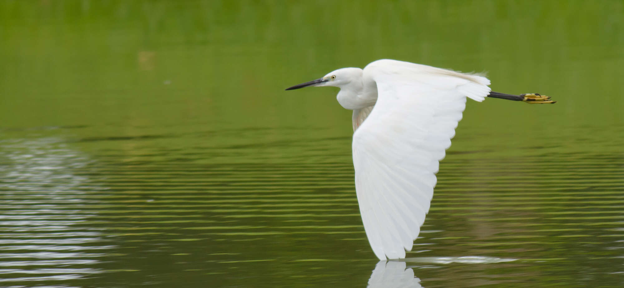 Image of Little Egret