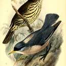 Image of Luzon Striped Babbler