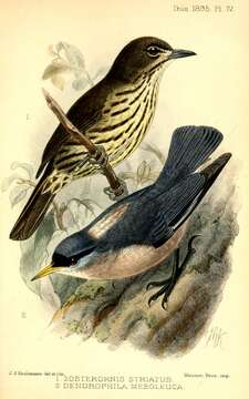 Imagem de Zosterornis striatus Ogilvie-Grant 1894