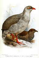 Image of Red-billed Francolin