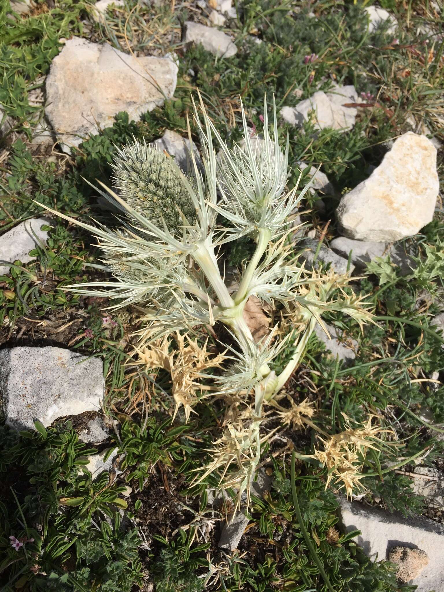 Eryngium spinalba Vill. resmi