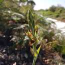 Calochilus campestris R. Br.的圖片