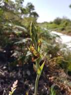 Imagem de Calochilus campestris R. Br.