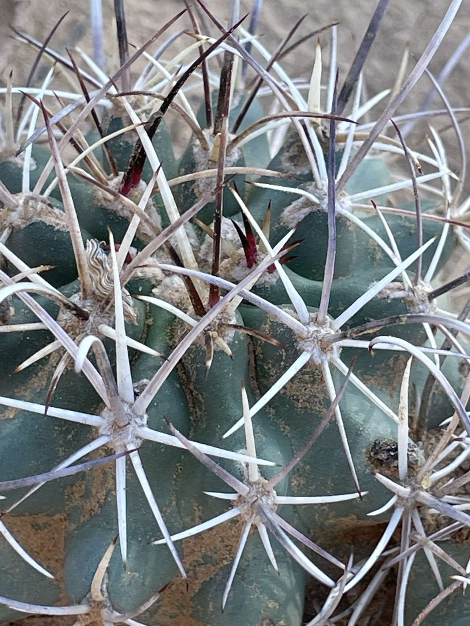 Plancia ëd Sclerocactus cloverae K. D. Heil & J. M. Porter