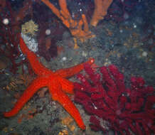 Image of red starfish