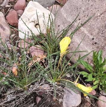 Imagem de Oenothera acutissima W. L. Wagner