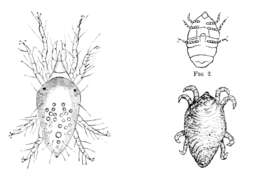 Image of velvet mites and chiggers