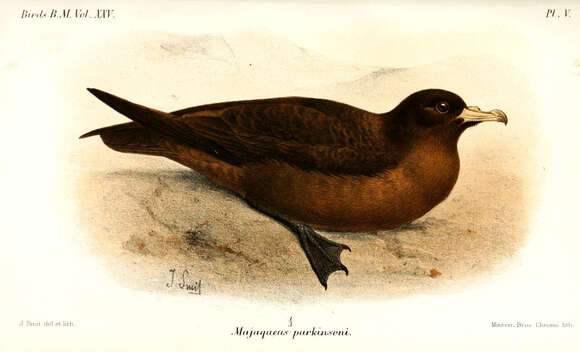 Image of Black (Parkinson's) Petrel